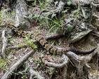 There are venomous snakes in Plymouth County, Massachusetts