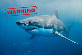 Is it possible to see great white sharks in Plymouth, MA ?