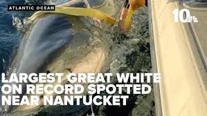 A large great white shark, named Contender, was recently detected off the coast of Massachusetts. This shark, estimated to be the largest ever tagged