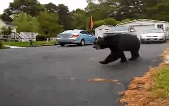 Black bears are present in Plymouth County, Massachusetts
