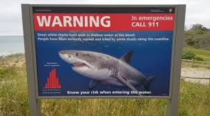 Great white shark spotted next to paddle boarders off Cape Cod Massachusetts beach