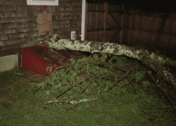 Tree limb crashes into 2-year-old’s bedroom during storm in Plymouth, Mass.