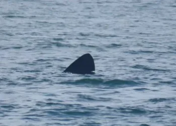 Great white sharks are present in the waters off Plymouth, Massachusetts, during the warmer months