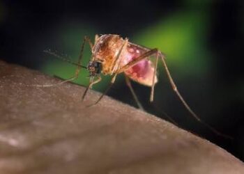 Just Announced: West Nile Virus Detected in Plymouth Mosquitoes – A Critical Public Health Alert