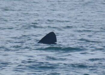 Beaches closed to swimming after a Great White shark attacks seal off Plymouth MA