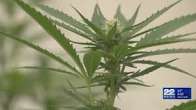 ballot proposal in Massachusetts that aims to reverse marijuana legalization: