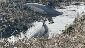 Two dolphins rescued from Wareham marsh
