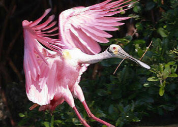 ? Rare Roseate Spoonbill Sighting in Marshfield