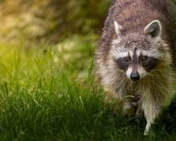 Rabies Prevention, Control Efforts and Reducing Risk of Exposure Marion MA